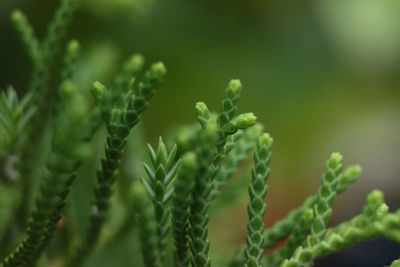 Close-up of fern leaves