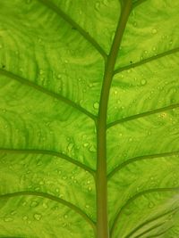 Wet taro leaves after rain