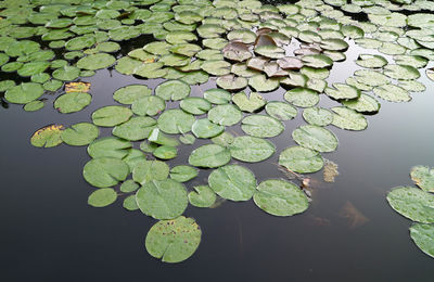 Water drops on leaves floating on lake