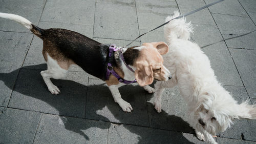 High angle view of dogs on footpath