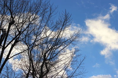 Low angle view of bare tree against sky