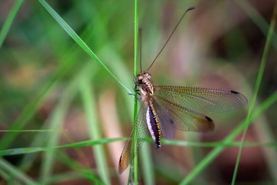 Close-up of damselfly on plant