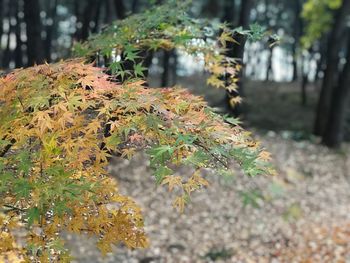 Close-up of maple leaves on tree trunk in forest