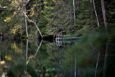 Reflection of trees in lake