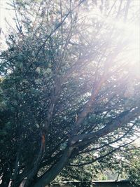 Close-up of tree against sky