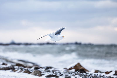 Seagull flying over sea against sky