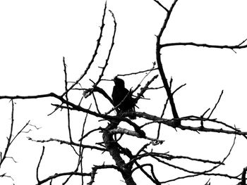 Low angle view of bird perching on branch against sky