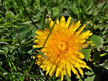 Close-up of yellow flowering plant