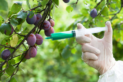 Cropped hand of scientist injecting syringe in fruit on branch