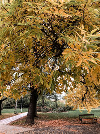 Trees on field in park during autumn