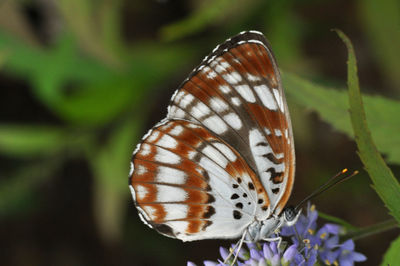 Close-up of butterfly on purple flowers