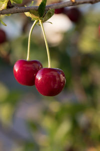 Close-up of strawberry growing on tree