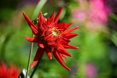 Close-up of red flower