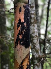 Close-up of tree trunk in forest