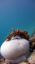 Anemone with peaking clownfish