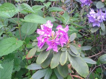 Close-up of flowers blooming outdoors