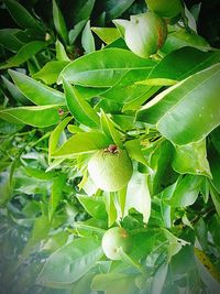 Close-up of fresh green tree