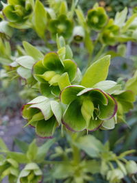 Close-up of plant