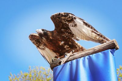 Low angle view of eagle 