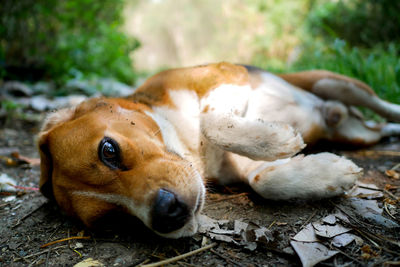 Close-up of a dog resting on field