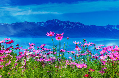 Pink flowering plants against blue sky