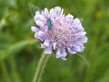 Close-up of purple flowering plant