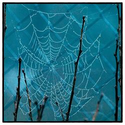 Close-up of spider web