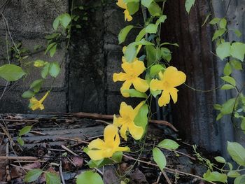 Close-up of yellow flowering plant