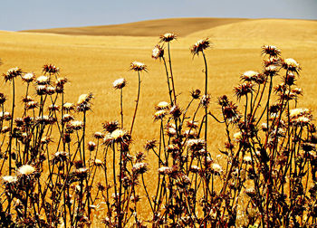 Plants growing on field against sky