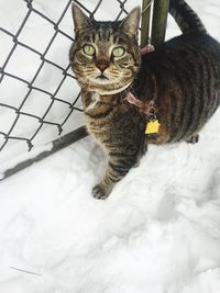 Portrait of cat sitting outdoors