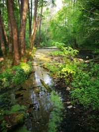 Stream amidst trees in forest