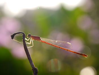 Close-up of dragonfly on leaf