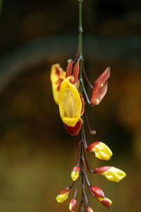 Close-up of yellow flowering plant