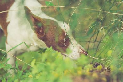 Close-up of a horse on field