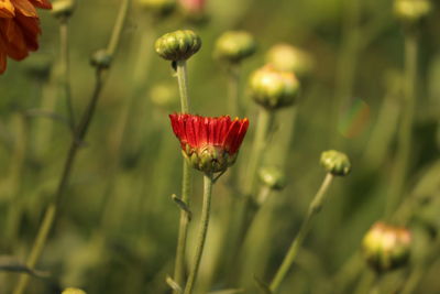 Close-up of poppy blooming on field