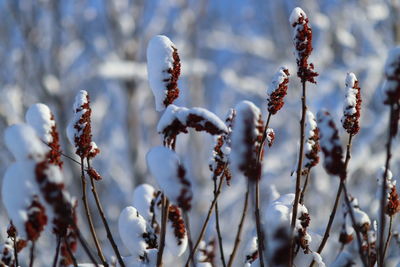 Close-up of snow on plant