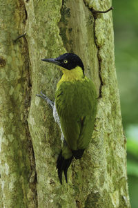 Close-up of bird perching on tree trunk