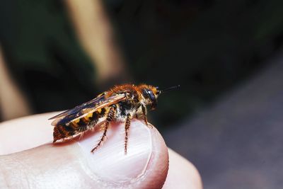 Close-up of insect on hand