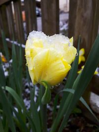 Close-up of wet yellow flower