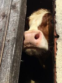 Portrait of cow in stable