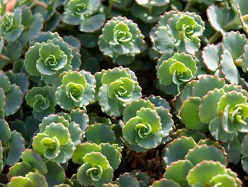 Full frame shot of prickly pear cactus