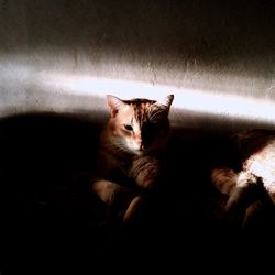 Close-up of cat relaxing on floor