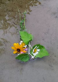 High angle view of yellow flowers blooming outdoors