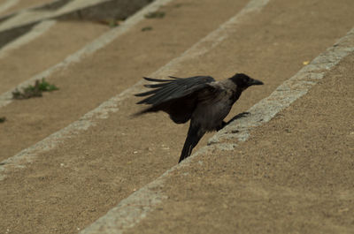 High angle view of bird flying