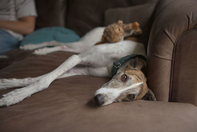 Greyhound dog lies sideways on soft brown leather sofa aka couch. vibrant hazel colored eyes
