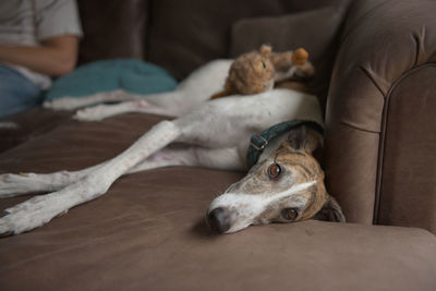 Portrait of dog sleeping on bed at home