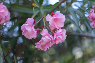 Close-up of pink flowering plant