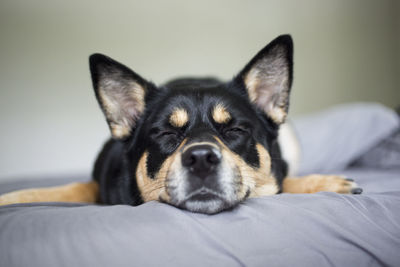 Close-up portrait of dog lying on bed at home