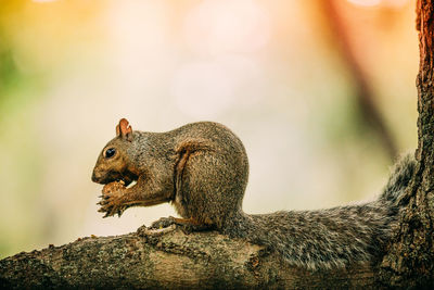 Close-up of squirrel eating 