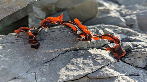 Close-up of crab on rock